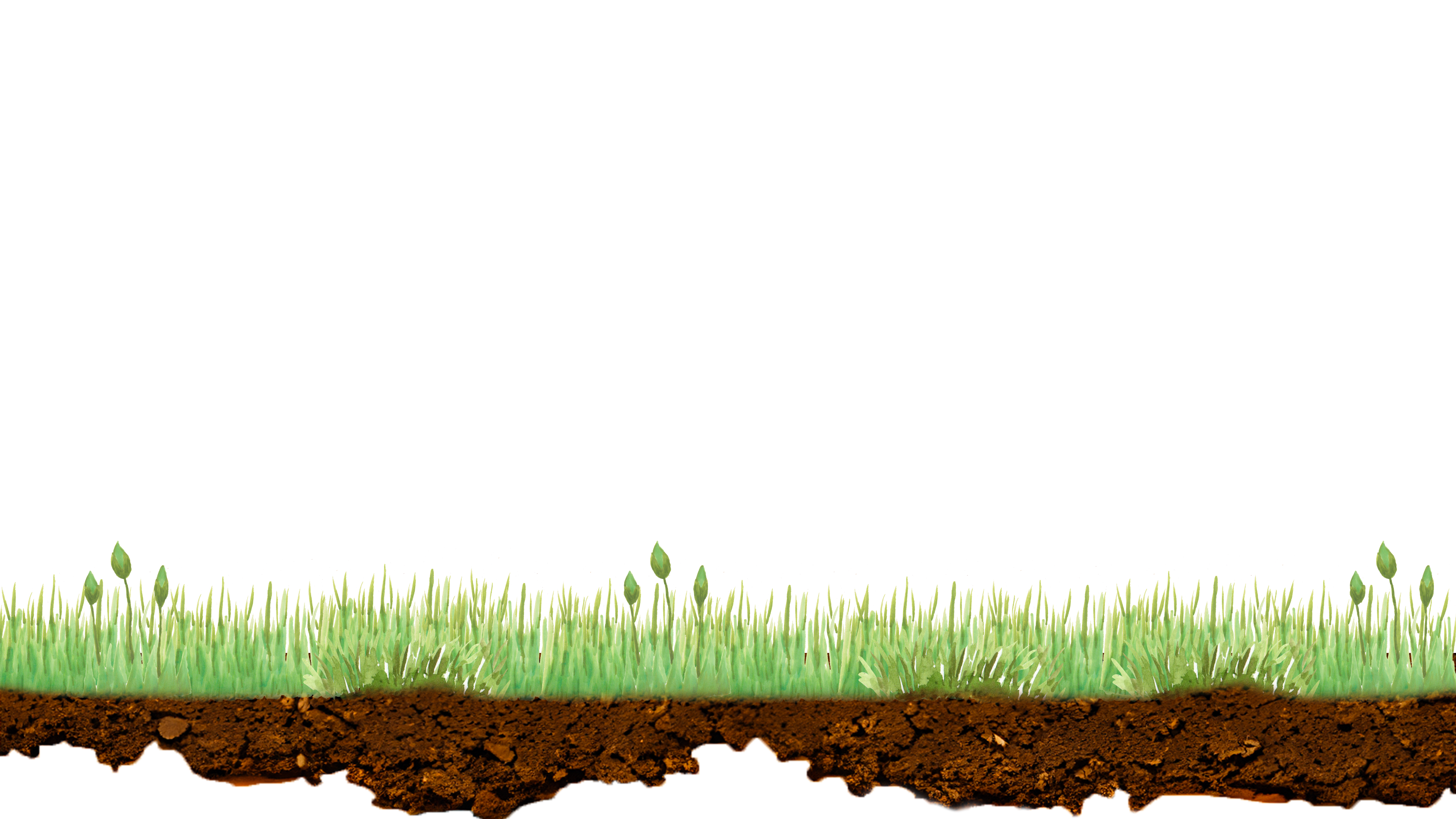 grass